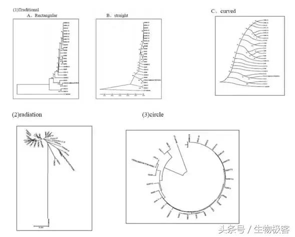 mega怎么建进化树,如何使用mega软件构建系统进化树