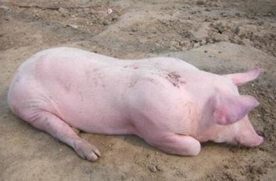 猪低温不食的治疗方法有哪些,猪低烧怎么治疗