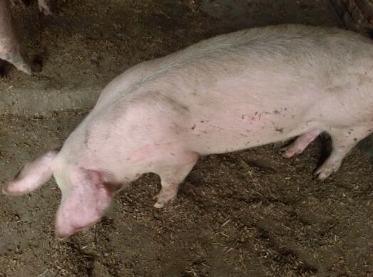 猪低温不食的治疗方法有哪些,猪低烧怎么治疗