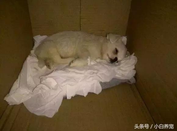 狗贩常用骗术和购犬须知,狗贩子买狗注意事项