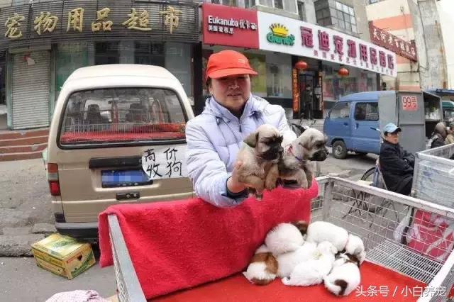 狗贩常用骗术和购犬须知,狗贩子买狗注意事项