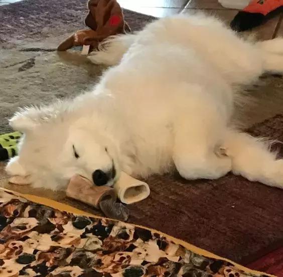 狗狗绝对不能吃的有哪些东西,宠物狗狗不能吃哪些东西