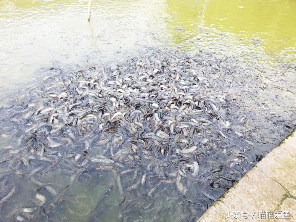 泥鳅苗在哪里购买,最便宜的泥鳅苗