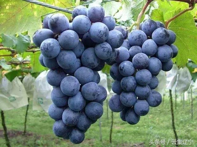 辽宁什么水果有名又好吃,辽宁冬天的应季水果都有什么