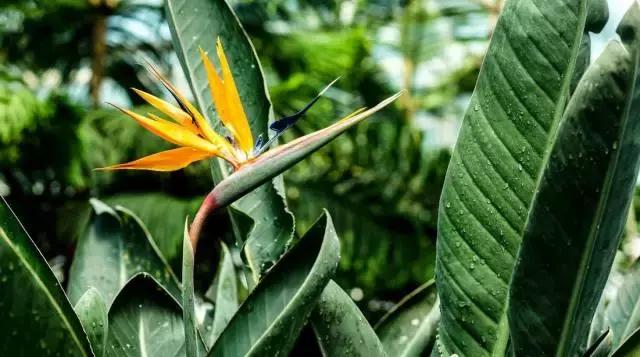 5鏈堜唤鎵︽彃浣曟椂鍙互涓婄泦,澶忓ぉ鎵︽彃鐨勬柟娉曞拰娉ㄦ剰浜嬮」