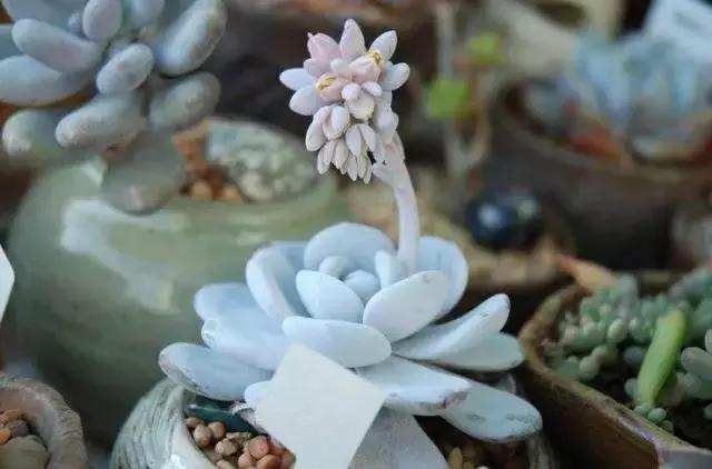 5鏈堜唤鎵︽彃浣曟椂鍙互涓婄泦,澶忓ぉ鎵︽彃鐨勬柟娉曞拰娉ㄦ剰浜嬮」