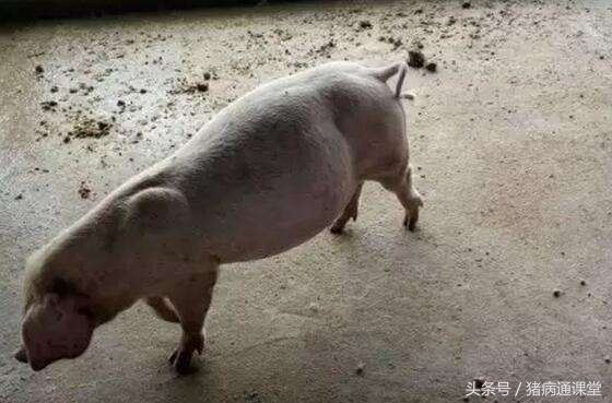 猪肚子胀像皮球怎么办,猪肚子一鼓一鼓的是怎么回事