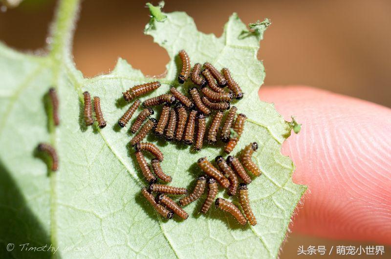 全球最美的蝴蝶,全世界最美的10种蝴蝶