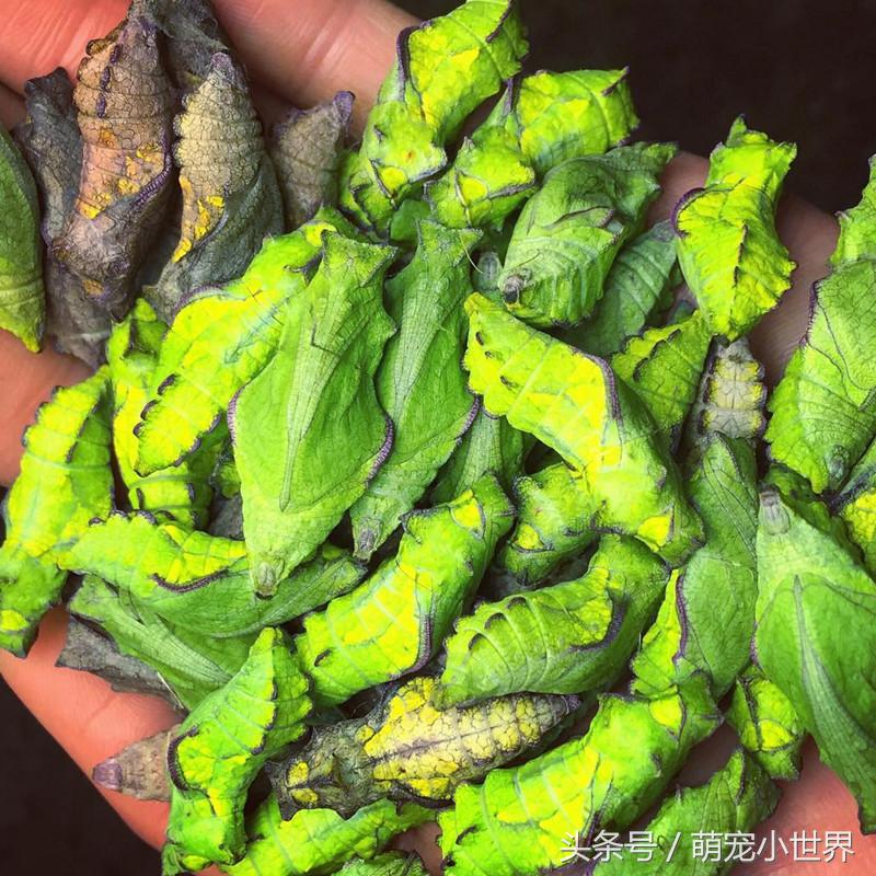 全球最美的蝴蝶,全世界最美的10种蝴蝶