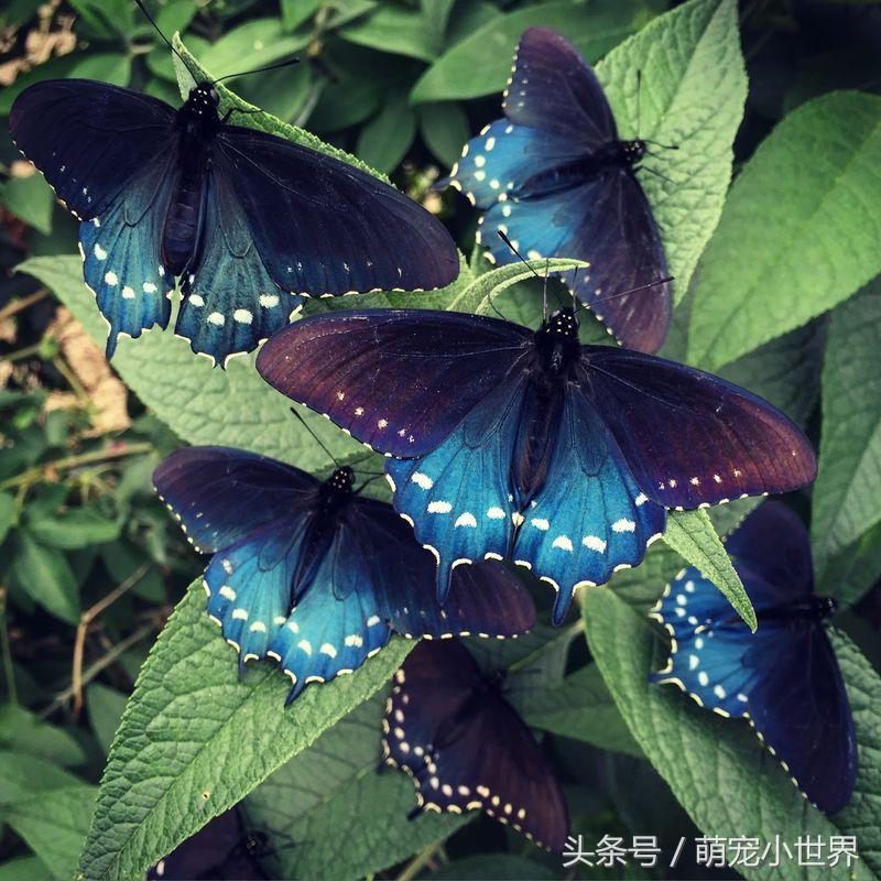 全球最美的蝴蝶,全世界最美的10种蝴蝶