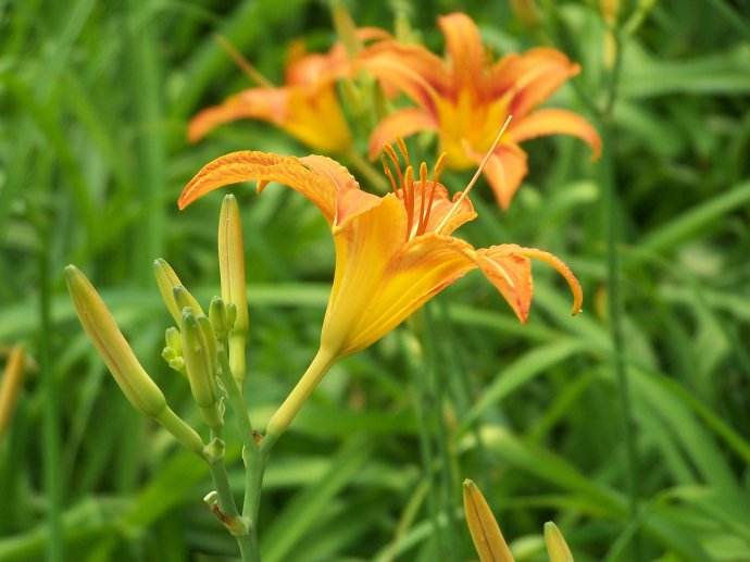 母亲节送什么花最好最合适呢,母亲节送什么花最好最实用