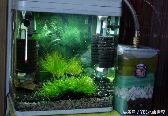 上滤小缸怎么放滤材,上滤缸如何养鱼苗