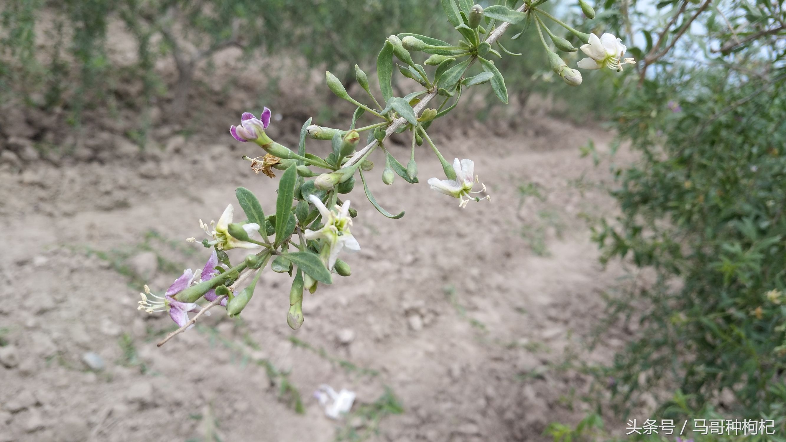 吃枸杞没效果,吃对枸杞才能养生