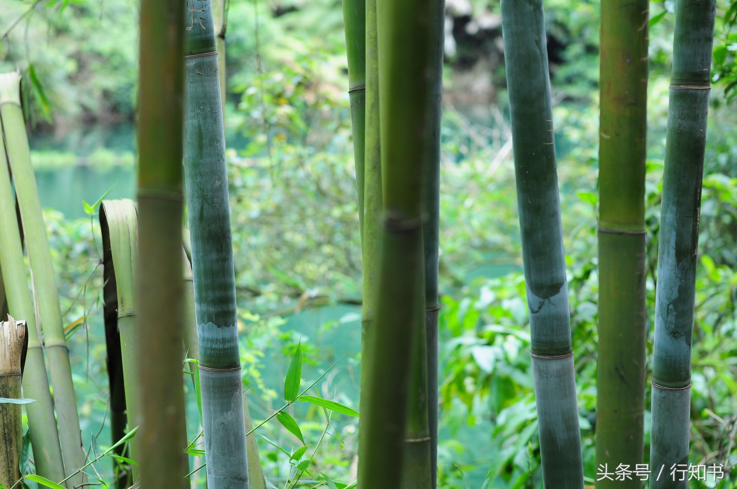 深圳旅游必去十大景点动物园,广州一日游最佳去处动物园