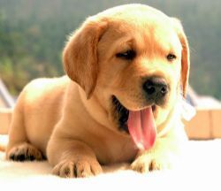 做个合格的铲屎官要注意些什么,新手铲屎官秋冬最需要注意这件事