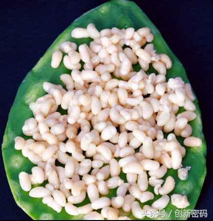 云南人站在食物链的顶端,死也不吃的食物