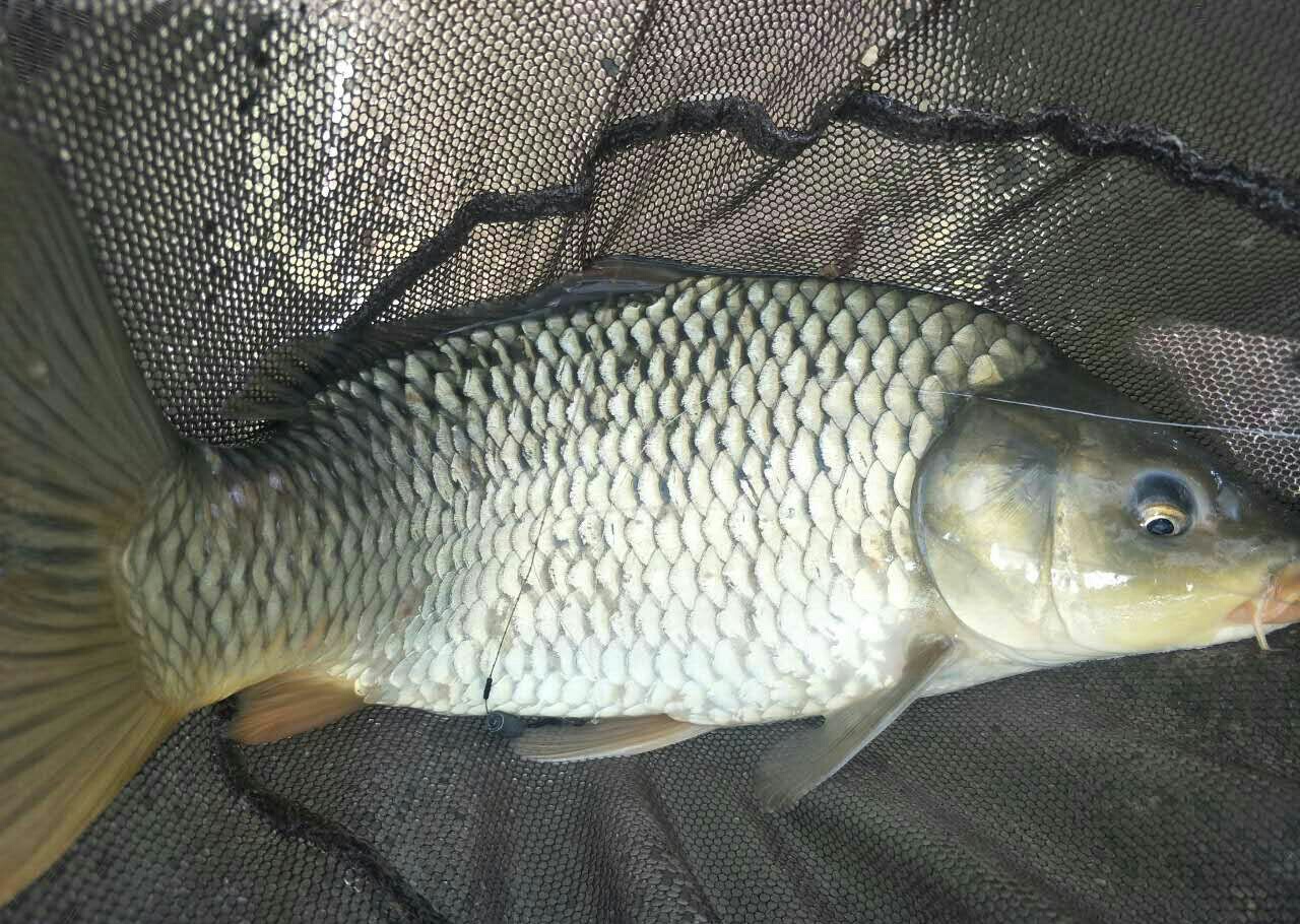 「四十二」老狼谈钓技：黑坑钓鱼，连竿、爆护离不开这几点