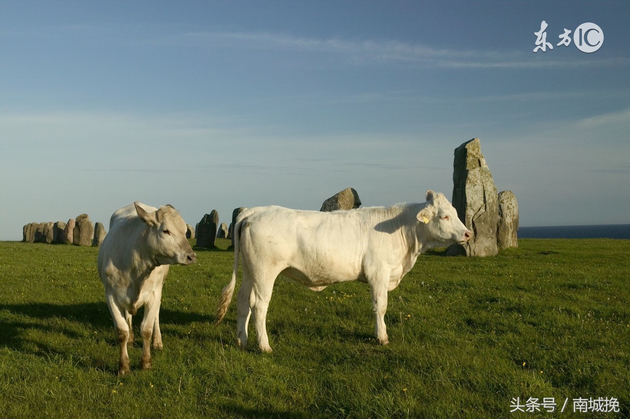 85年的生肖牛到哪个年龄段运气好,生肖牛85年今日运势图