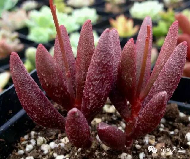 圆滚滚会出血斑的多肉 (十大超可爱的多肉)