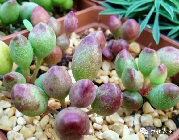 圆滚滚会出血斑的多肉 (十大超可爱的多肉)