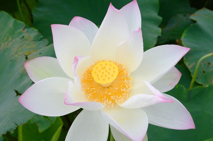 孕早期见红，一定就是要流产了吗？来看该怎么办？