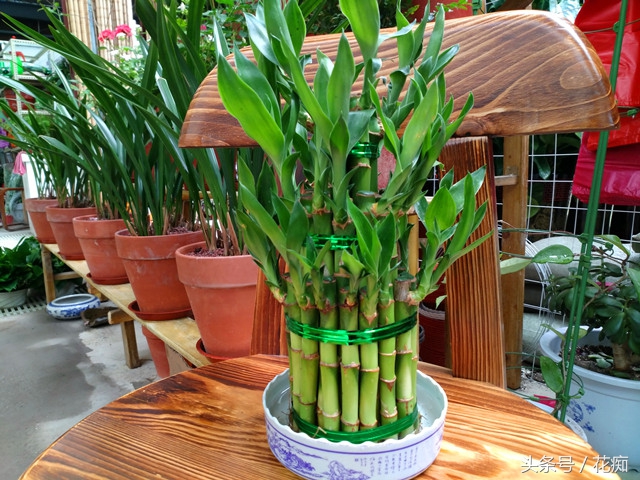 富贵塔竹怎么水养才旺盛,塔竹怎么养得好