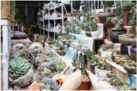 厦门花卉市场价格官网,厦门花卉批发市场