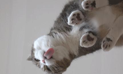 跟猫在一起最好的状态,和猫一起度过的日常生活