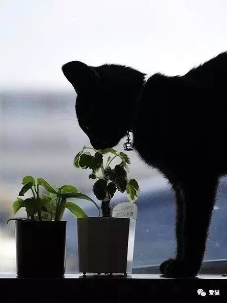 “猫是有灵性的”这句话,你相信吗?