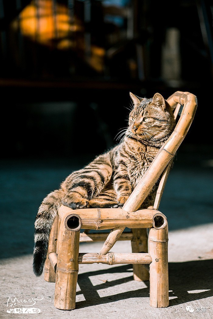 “猫是有灵性的”这句话,你相信吗?