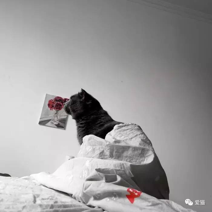 “猫是有灵性的”这句话,你相信吗?