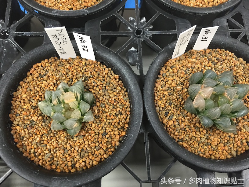 日本十二卷属购买指南，一起去见识下岛国的多肉植物