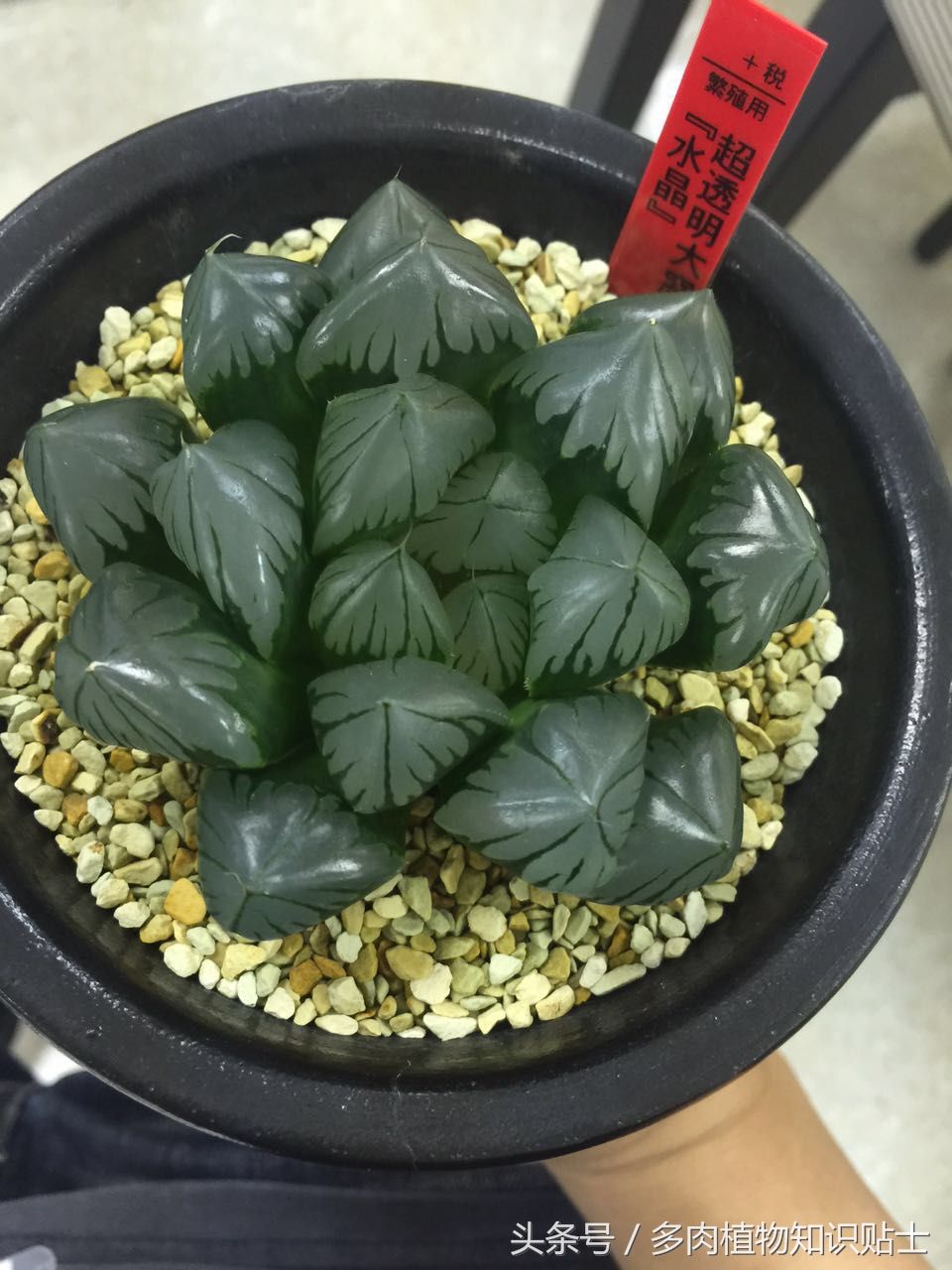 日本十二卷属购买指南，一起去见识下岛国的多肉植物