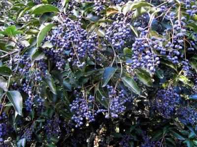 街上常见树木介绍,路边常见观赏树