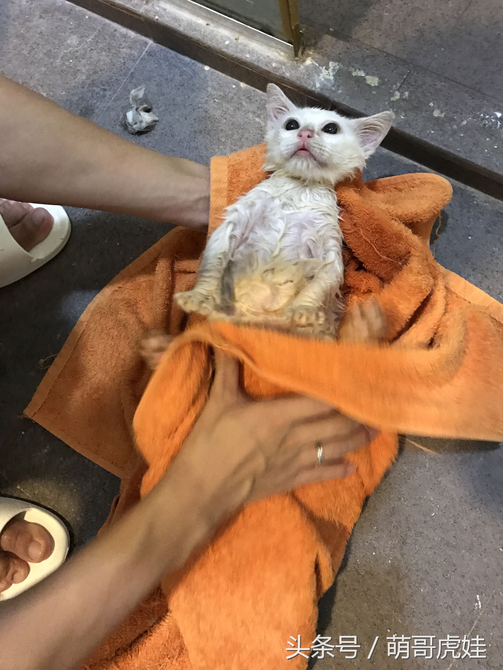 小猫胖胖的不爱动,小猫很胖但是脸却不圆