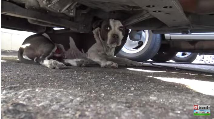 比特犬伤口自愈能力,比特犬浑身是血