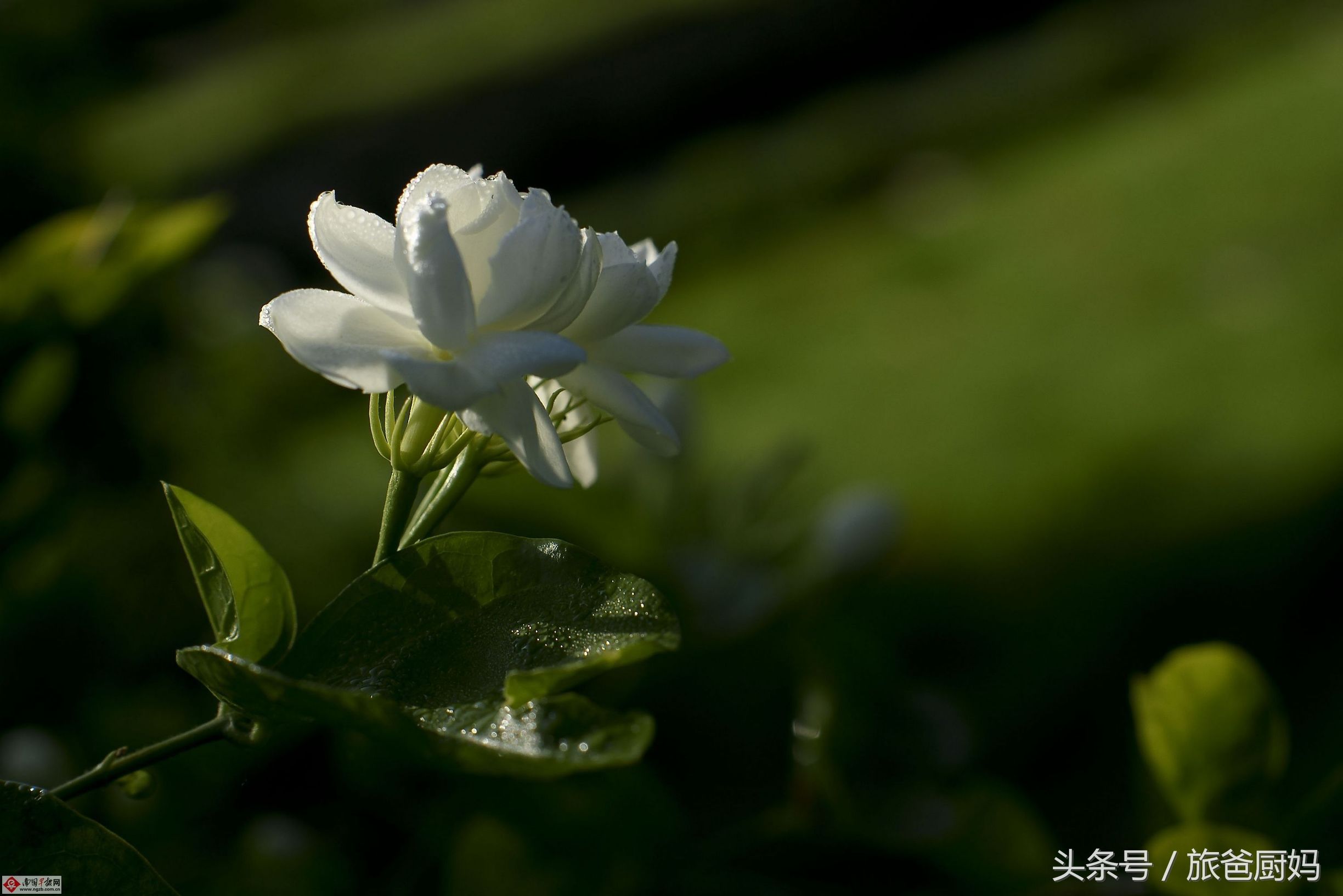 为宝宝驱蚊子,为宝宝驱蚊的办法