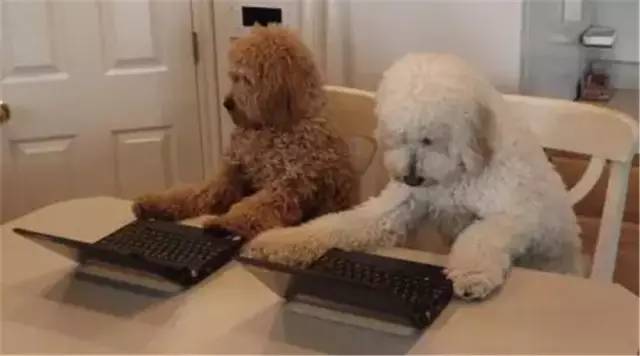 办狗证疑问在线解答,福州狗证办理多长时间能拿到狗证