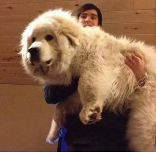 办狗证疑问在线解答,福州狗证办理多长时间能拿到狗证