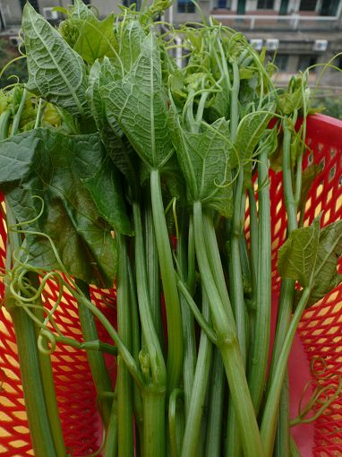 每一种菜都是纯天然的绿色蔬菜,这才是真正的纯天然无公害蔬菜