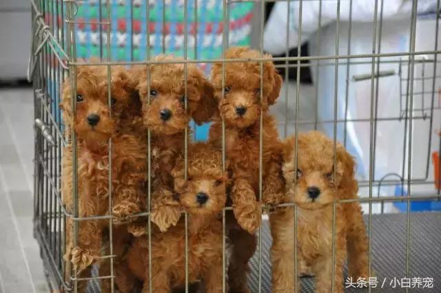 狗贩常用骗术和购犬须知,狗贩子买狗注意事项