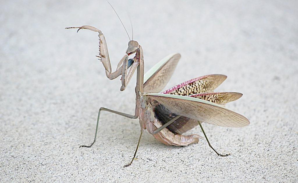 螳螂没营养会不会把丈夫吃掉,螳螂吃配偶是属于哪种什么行为