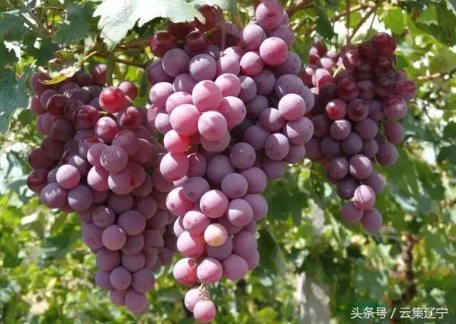 辽宁什么水果有名又好吃,辽宁冬天的应季水果都有什么