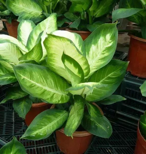 5鏈堜唤鎵︽彃浣曟椂鍙互涓婄泦,澶忓ぉ鎵︽彃鐨勬柟娉曞拰娉ㄦ剰浜嬮」