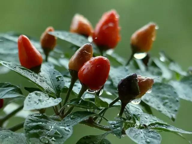 5鏈堜唤鎵︽彃浣曟椂鍙互涓婄泦,澶忓ぉ鎵︽彃鐨勬柟娉曞拰娉ㄦ剰浜嬮」