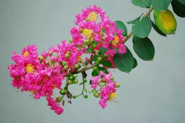 5鏈堜唤鎵︽彃浣曟椂鍙互涓婄泦,澶忓ぉ鎵︽彃鐨勬柟娉曞拰娉ㄦ剰浜嬮」