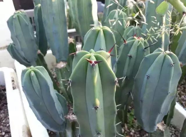 5鏈堜唤鎵︽彃浣曟椂鍙互涓婄泦,澶忓ぉ鎵︽彃鐨勬柟娉曞拰娉ㄦ剰浜嬮」