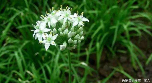 养鸡秘诀防治鸡白痢,鸡白痢小偏方