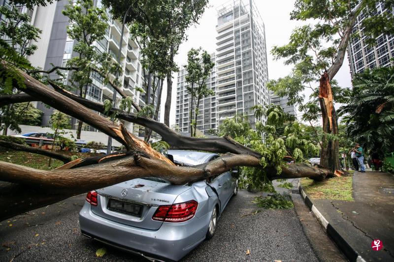 经禧路树砸车司机夫妇逃过一劫