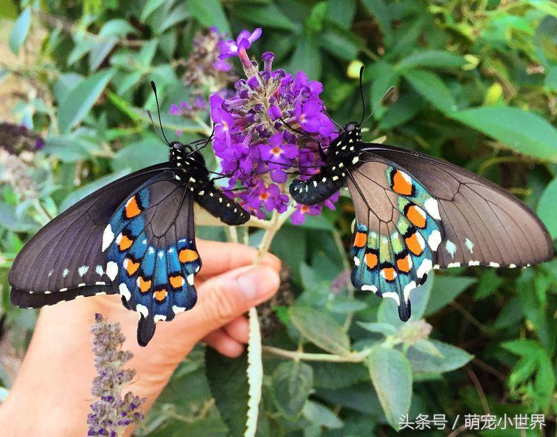 全球最美的蝴蝶,全世界最美的10种蝴蝶